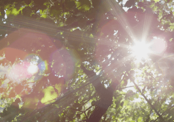 Sun through trees